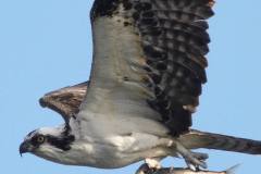 wildlife-tours-tomales-bay-1