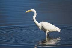wildlife-tours-tomales-bay-2