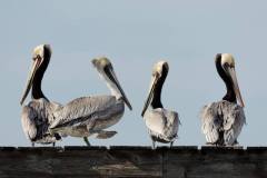 wildlife-tours-tomales-bay