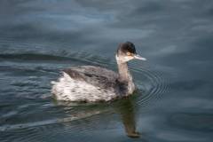 winter-wildlife-kayak-tours-2-1