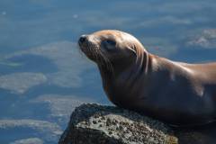 winter-wildlife-kayak-tours-2