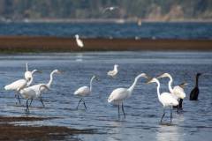 winter-wildlife-kayak-tours-3