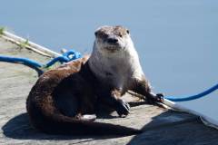 winter-wildlife-kayak-tours-5