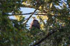 winter-wildlife-kayak-tours-6-1