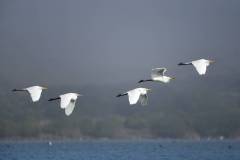 winter-wildlife-kayak-tours-6