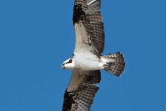 winter-wildlife-kayak-tours